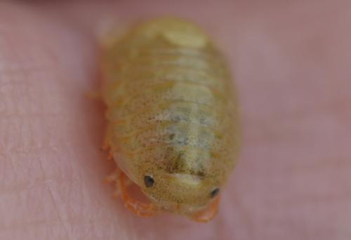 Sphaeroma serratum